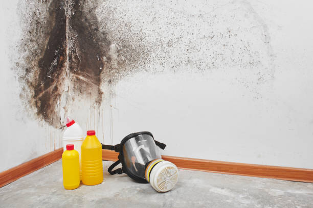 Best Insurance-Related Mold Remediation in West Canton, NC