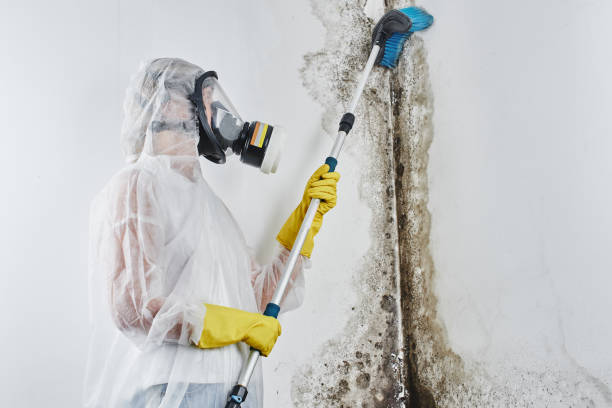 Best Industrial Mold Remediation in West Canton, NC