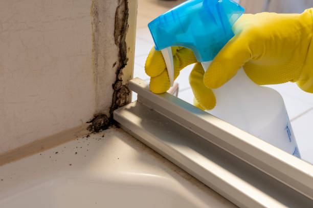 Best Residential Mold Remediation in West Canton, NC