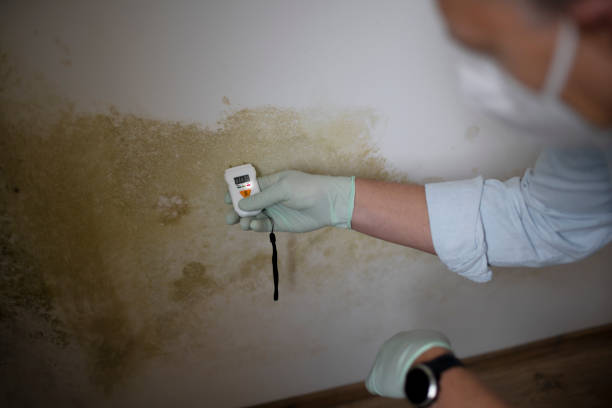 Best Kitchen Mold Remediation in West Canton, NC