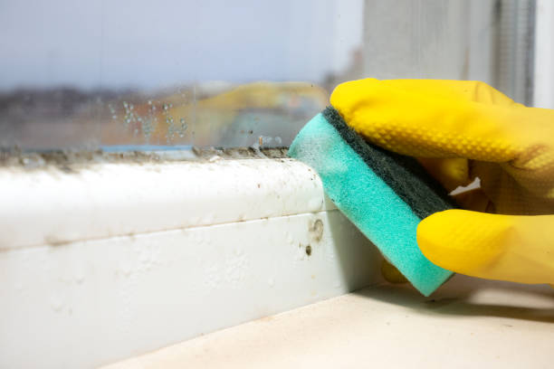 Best Preventive Mold Services in West Canton, NC