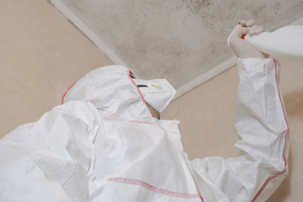 Best Mold Remediation for Schools in West Canton, NC