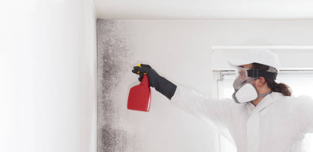 Best Localized Mold Remediation (e.g., coastal areas, humid climates) in West Canton, NC