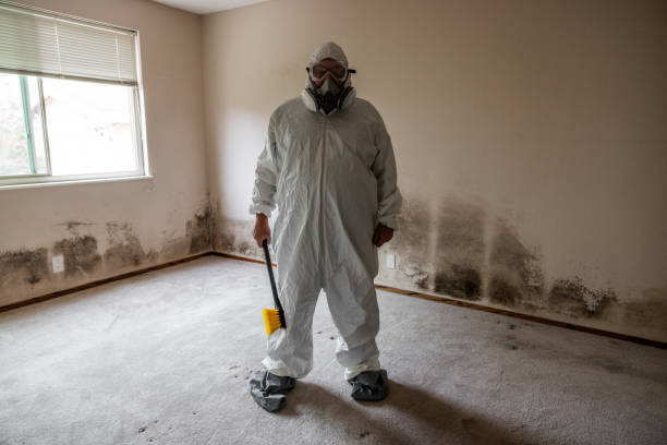 Professional Mold Remediation in West Canton, NC